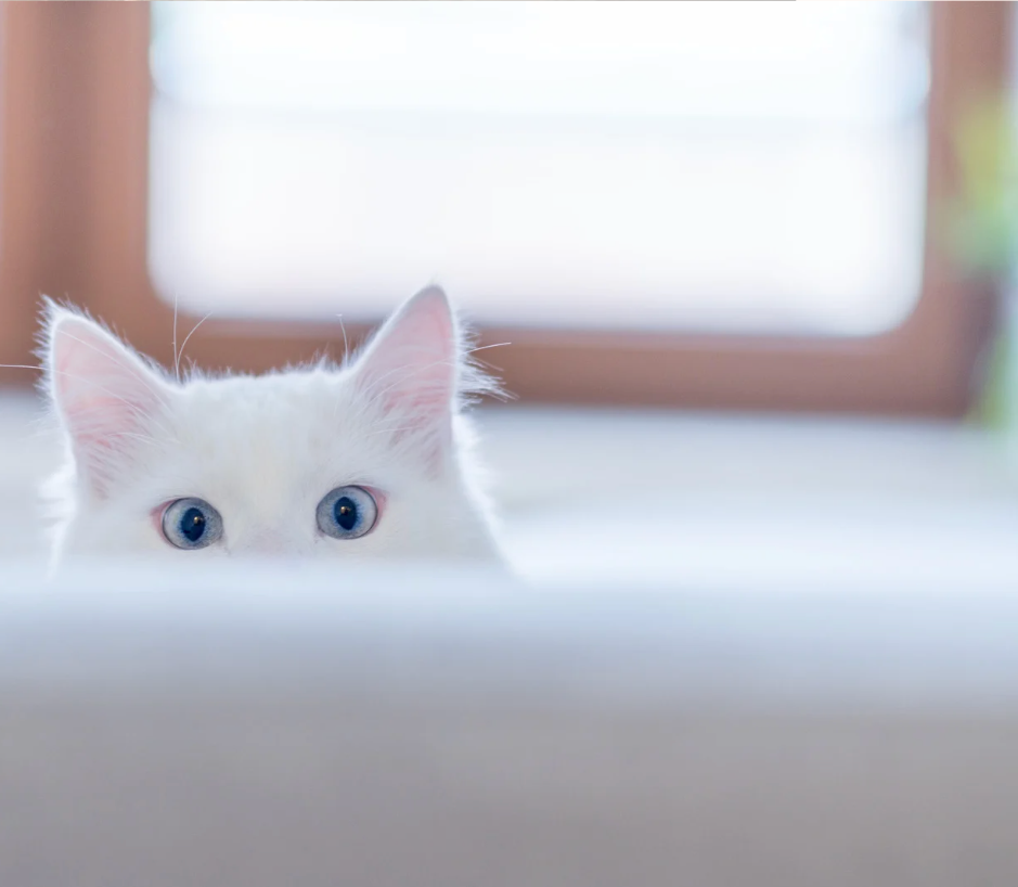 White cat with blue eyes peeking over a white surface