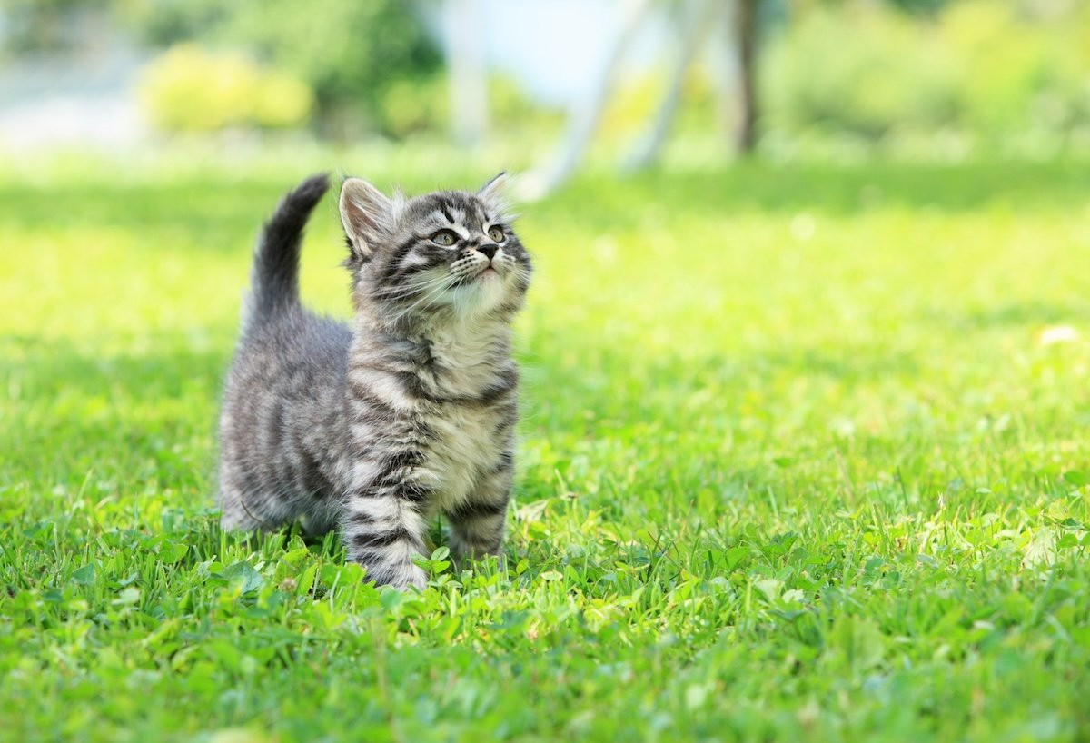 a grey kitten on bright green grass looking curious