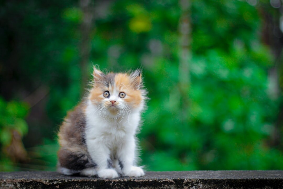 What kind of cat do I have?