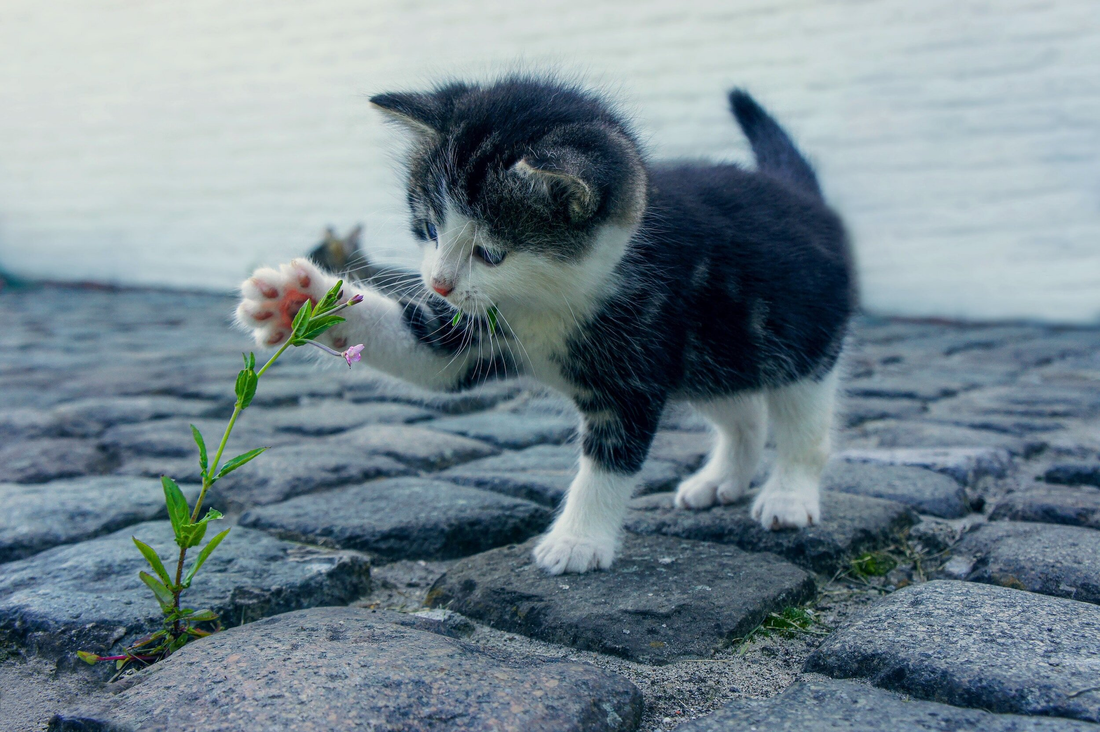 CATNIP, SILVERVINE, HONEYSUCKLE, AND MORE