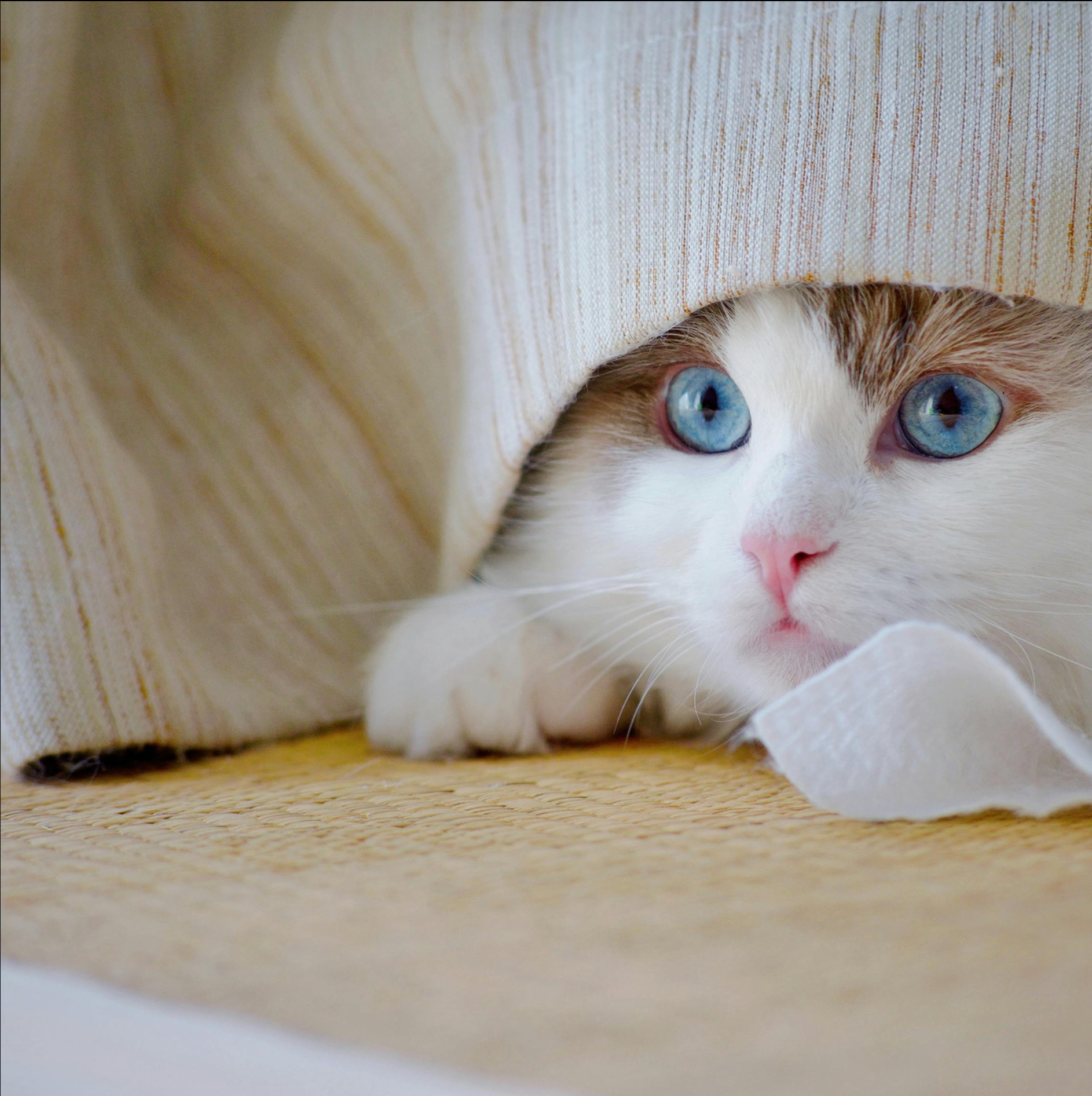 Lightweight Toys | Perfect for batting, tossing, and carrying