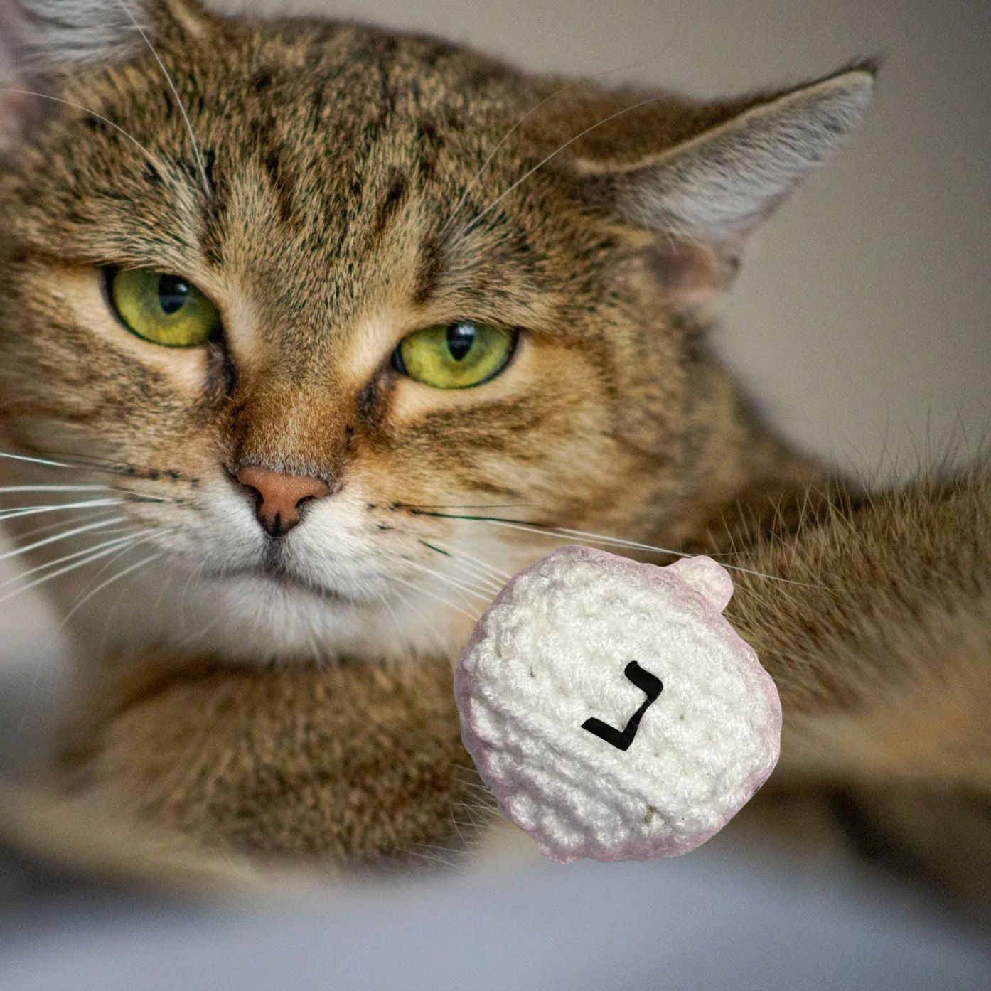Very attractive brown cat with a dreidel on a blurred background to represent Chunkle catnip toy infused with Miracle Nip botanicals by Minou Le-Mew