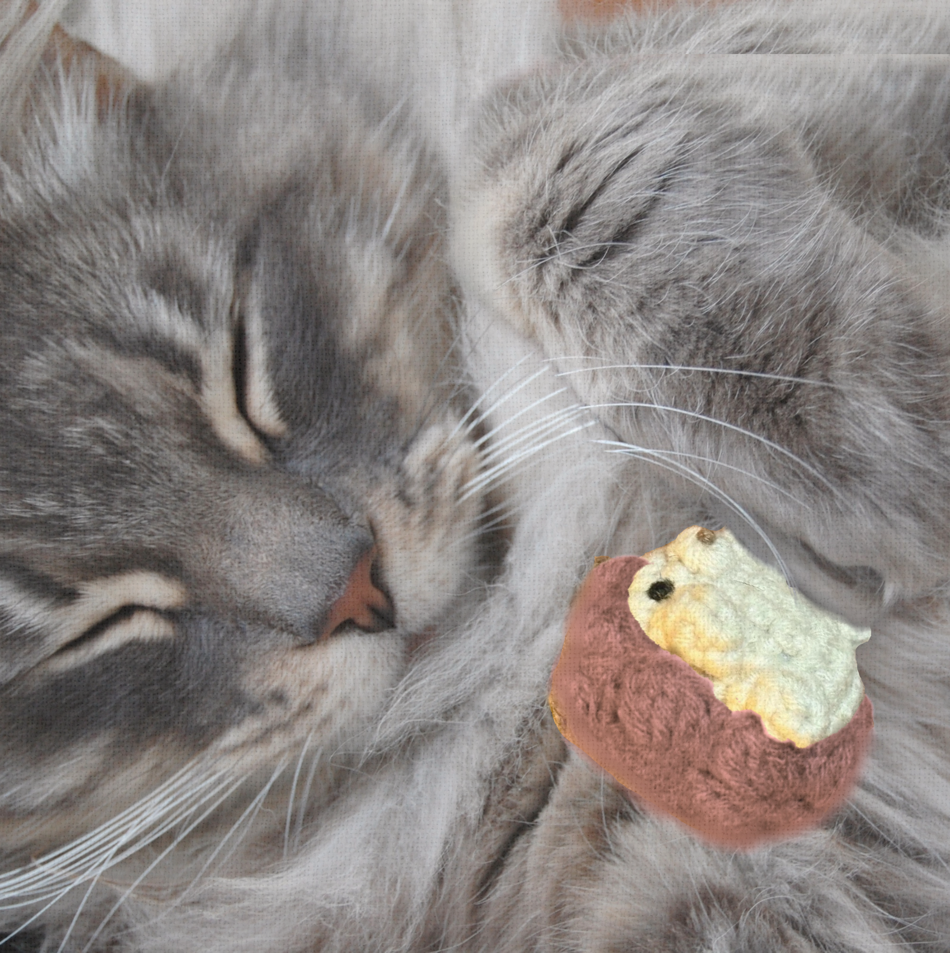 Gray cat snuggling with a small plush hedgehog shaped cat toy.