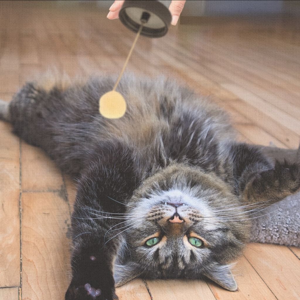 Fluff Potion Number 9 being applied with applicator cap to a cat’s tummy fluff. Botanical formula designed to release mats naturally without combing or struggle. It feels like petting.