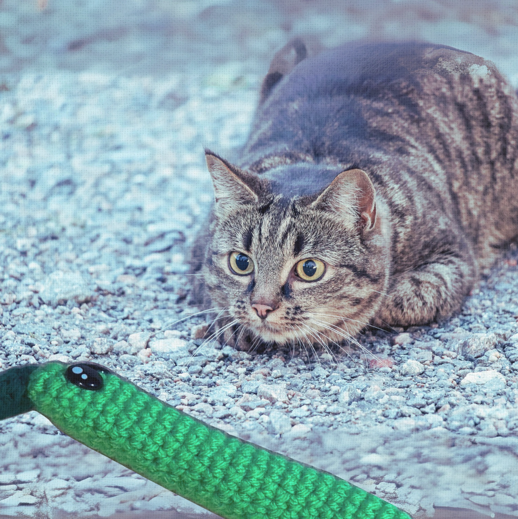 Cat playing with Noodle the Inchworm, a handmade Chunkle Puff catnip toy. The elongated woven body invites batting, carrying, and playful pursuit.