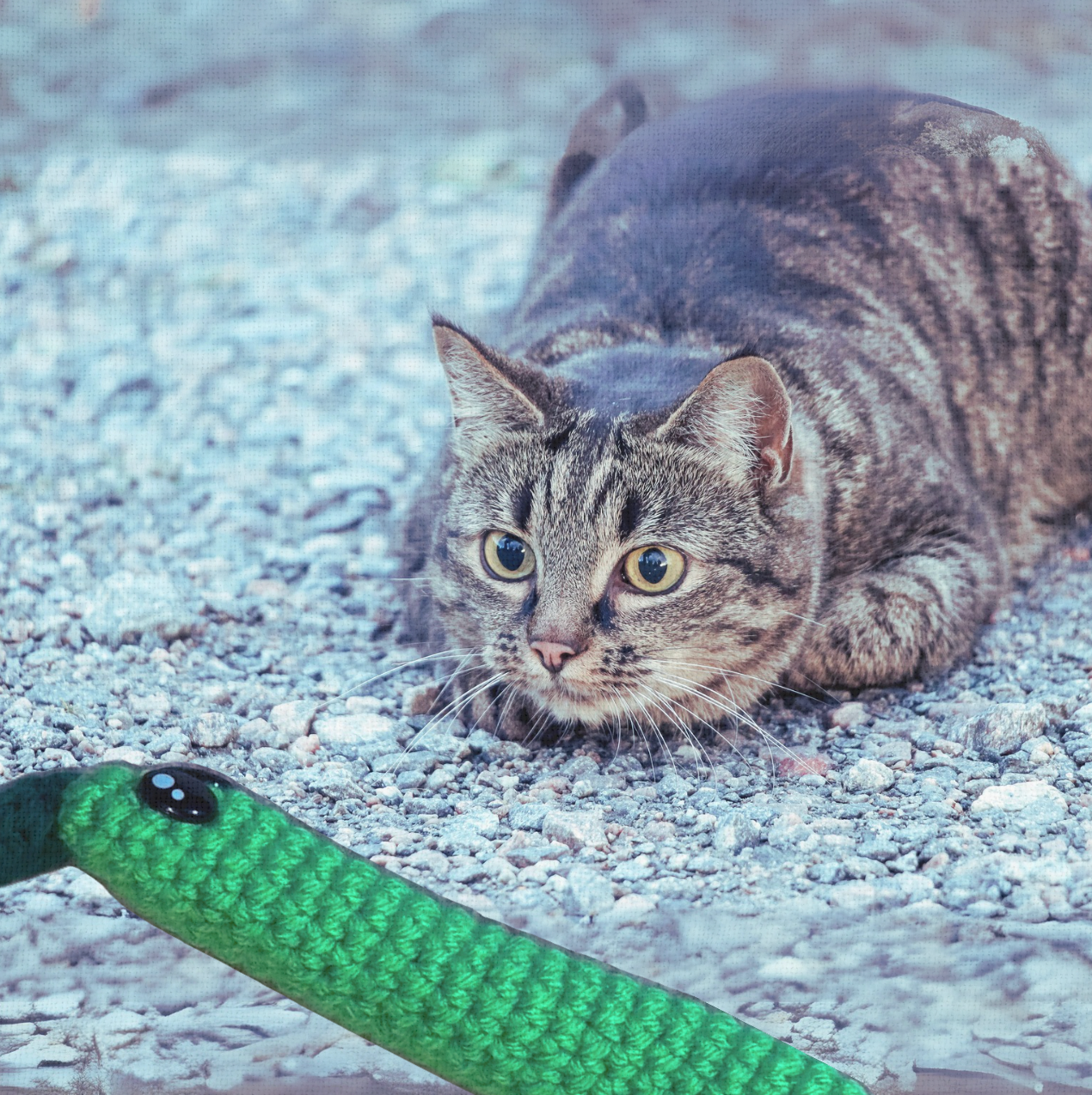 Cat playing with Noodle the Inchworm, a handmade Chunkle Puff catnip toy. The elongated woven body invites batting, carrying, and playful pursuit.